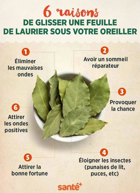 (¬▂¬) ASTUCES /CONSEILS  bienfaits du laurier sur la santé