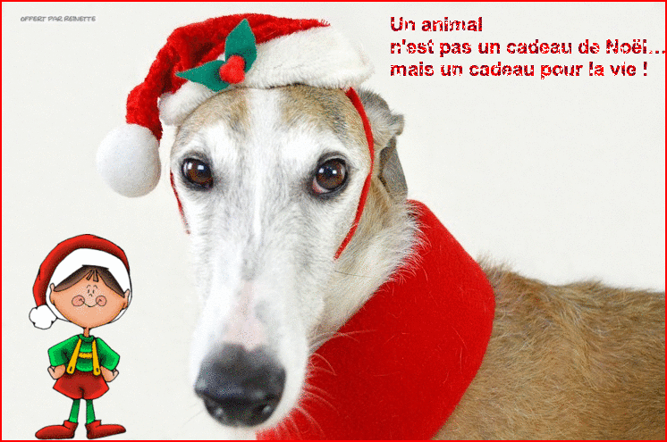 Un animal n'est pas un cadeau de NOEL mais pour la VIE!