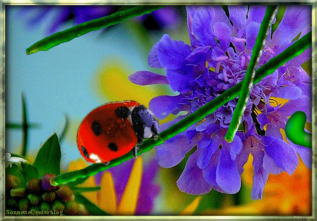 coccinelleSonnetteCenterblog.gif