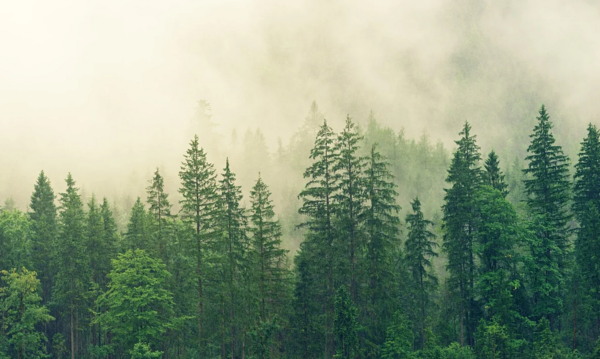 ❄️ Arbre Histoire la légende du sapin (NOEL)