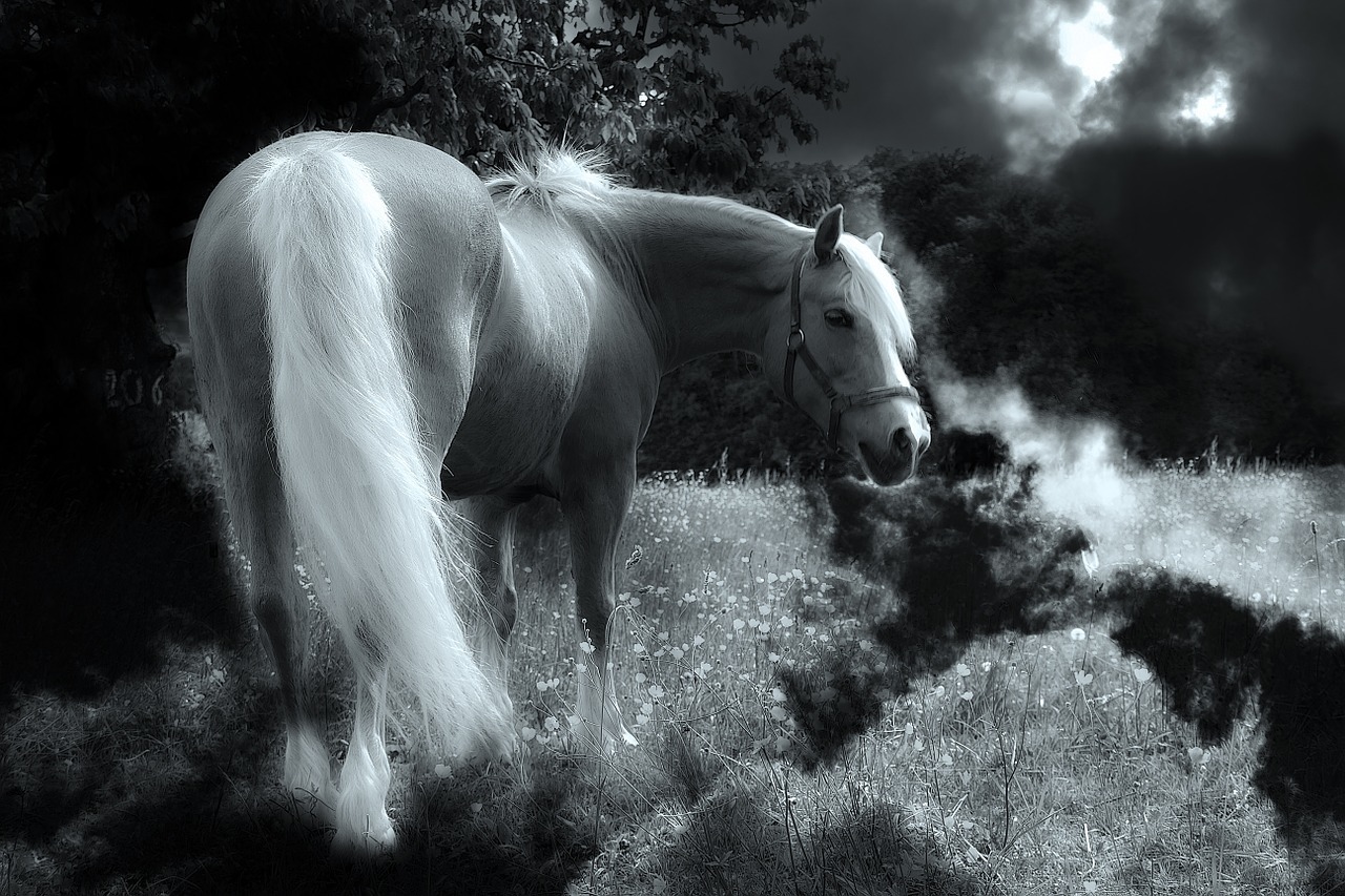 IMAGES LIBRES DE DROIT GRATUITES (NOIR ET BLANC DIVERS)