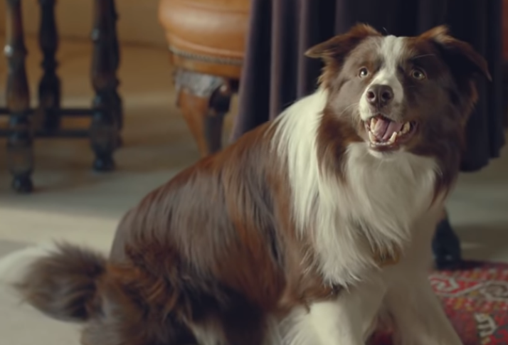 (¬ ¬) FILMS vidéos MAX LE CHIEN L' AMI DES ENFANTS