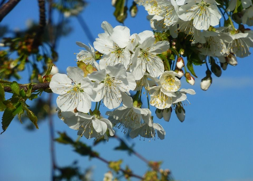 Images Libres De Droit Gratuites Saison Printemps