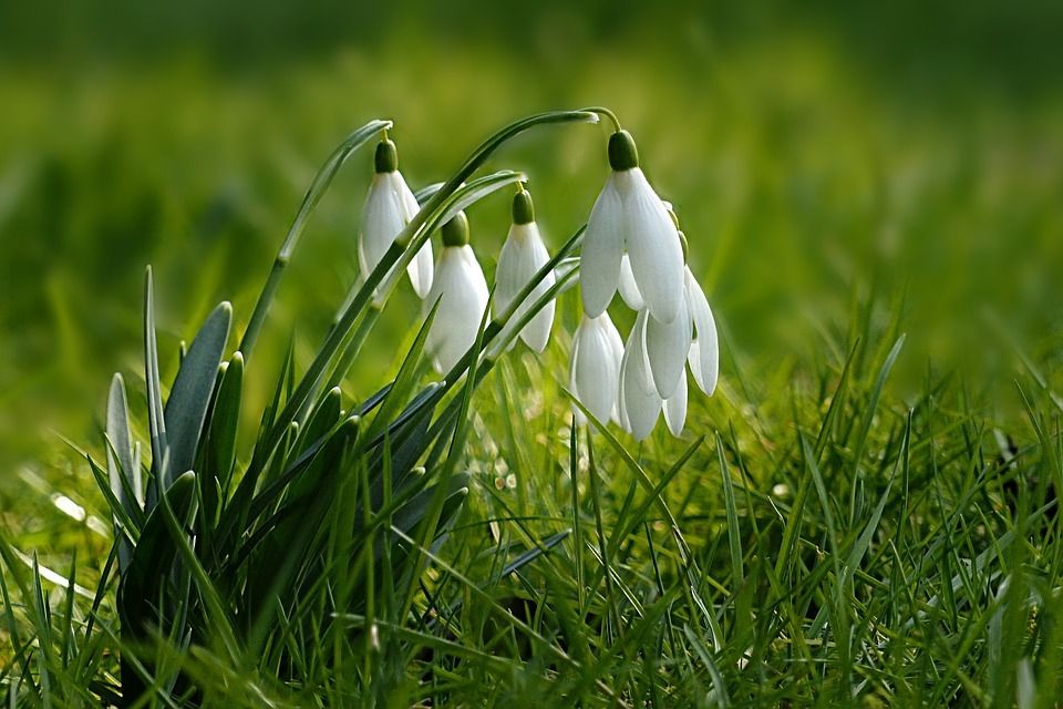 Images Libres De Droit Gratuites Saison Printemps