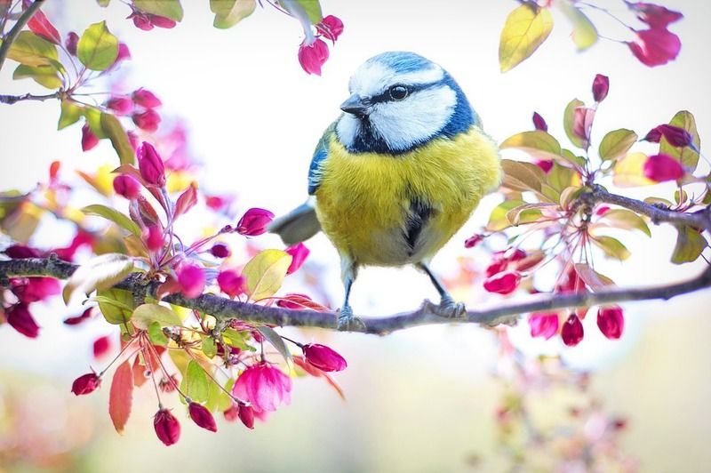 Images Libres De Droit Gratuites Saison Printemps